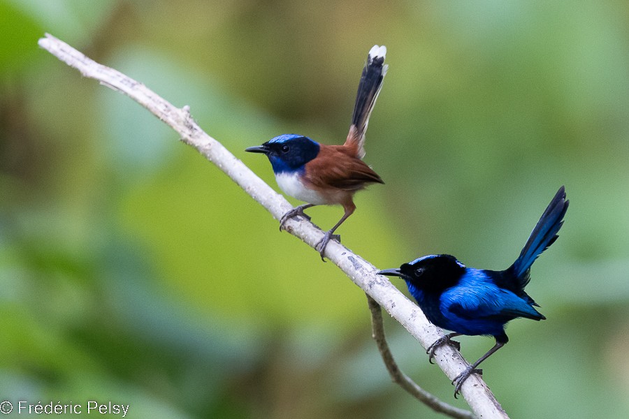 Emperor Fairywren - Frédéric PELSY