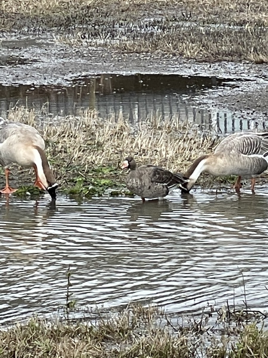 Greater White-fronted Goose - ML522323561