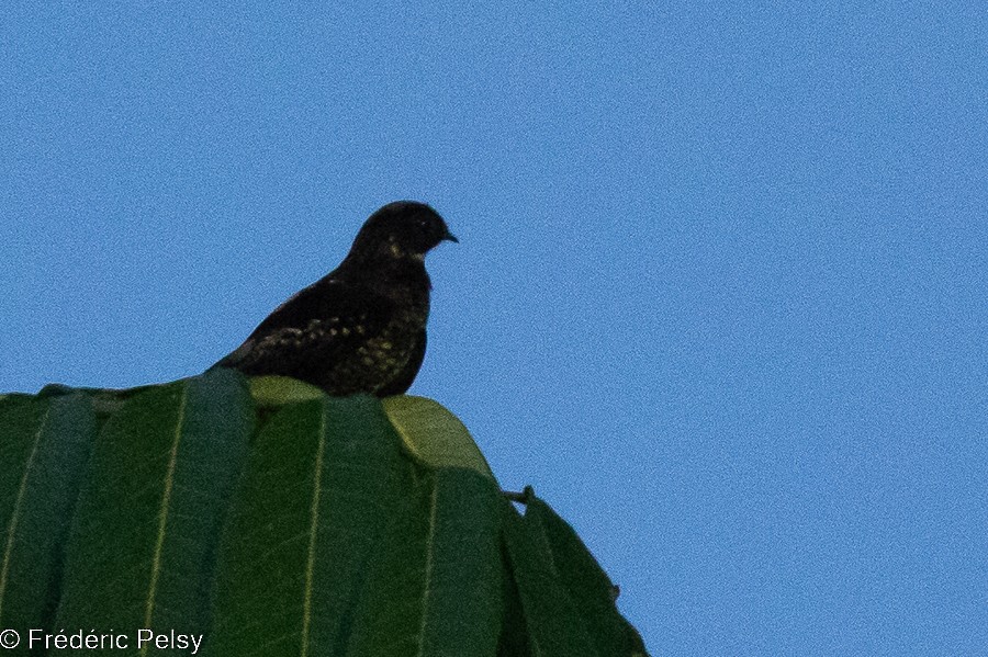 Papuan Nightjar - ML522323821