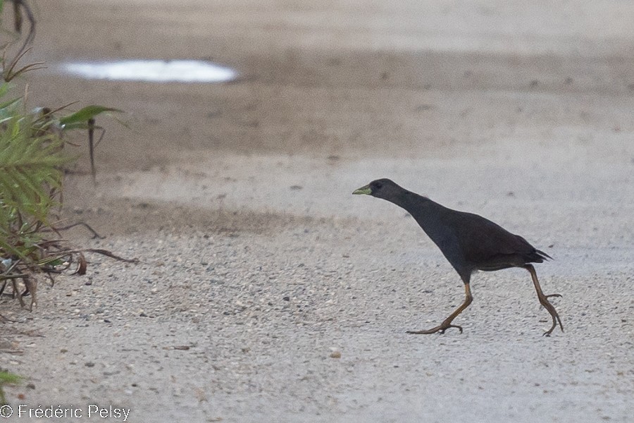 Pale-vented Bush-hen - ML522324371