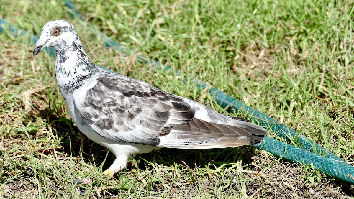 Rock Pigeon (Feral Pigeon) - ML522324551