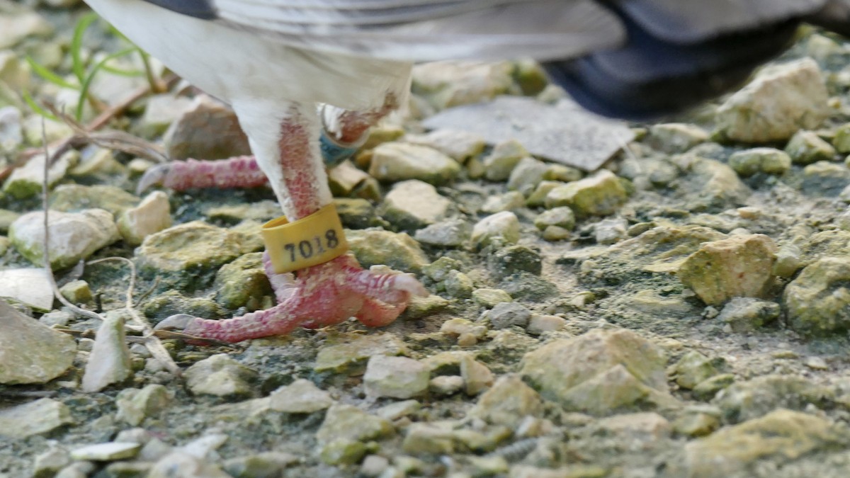 Rock Pigeon (Feral Pigeon) - Selma Chavarria