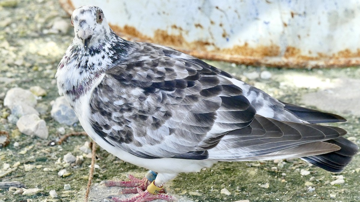 Rock Pigeon (Feral Pigeon) - Selma Chavarria