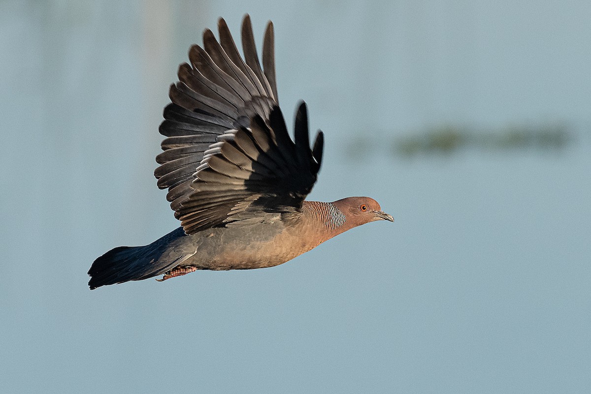 Picazuro Pigeon - ML522324701