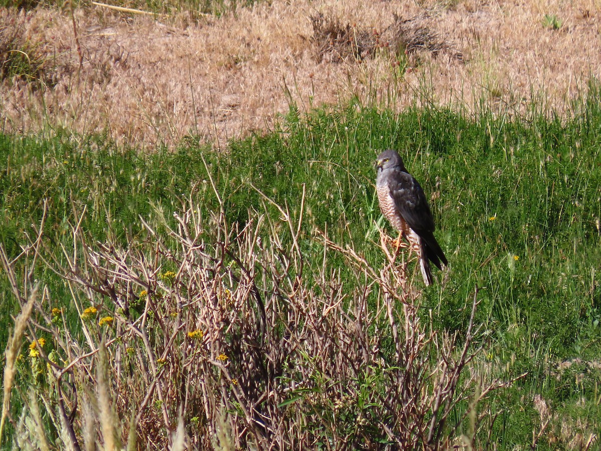 Cinereous Harrier - ML522326981