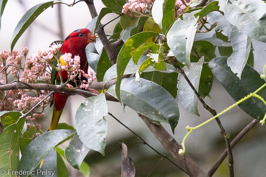 West Papuan Lorikeet - ML522327971