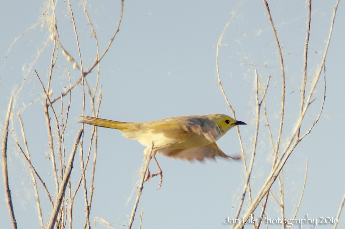 White-plumed Honeyeater - Jan Lile