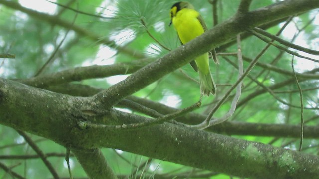 Hooded Warbler - ML522328571