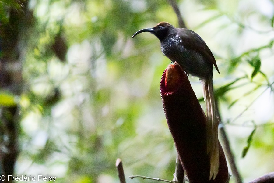 Black Sicklebill - Frédéric PELSY