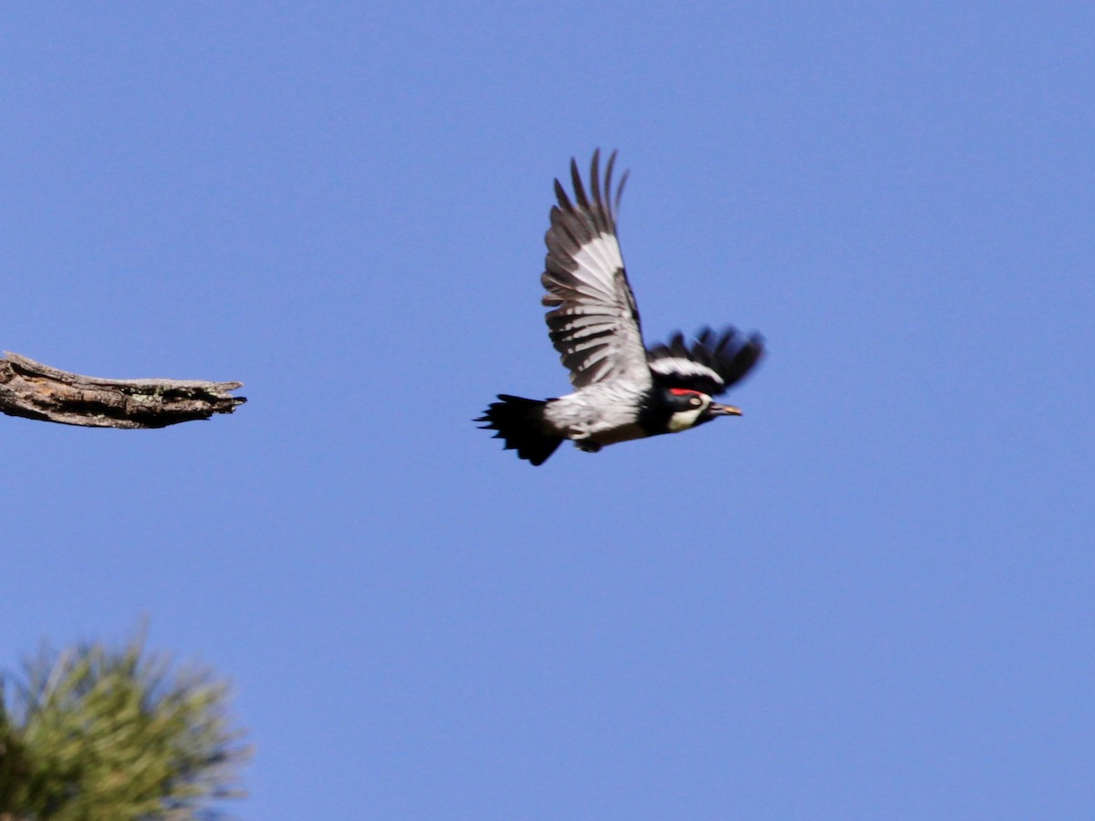 Acorn Woodpecker - Thomas Heinrich