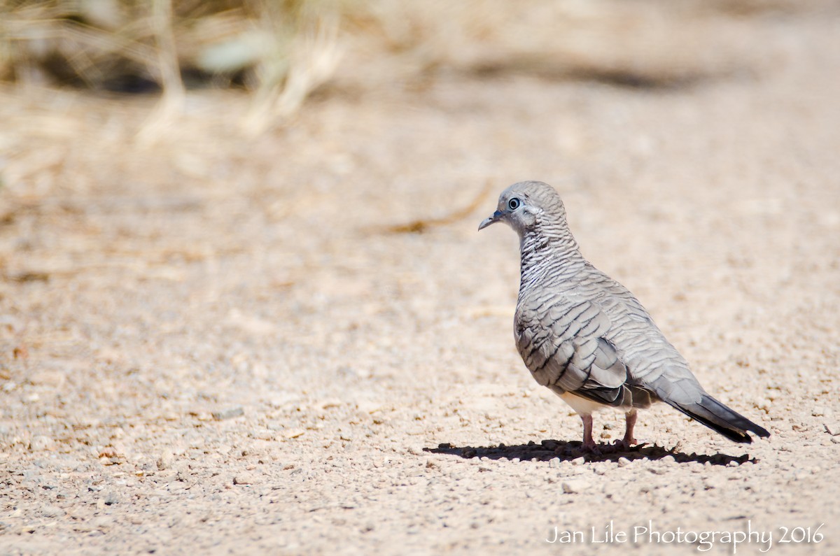 Peaceful Dove - ML52232961