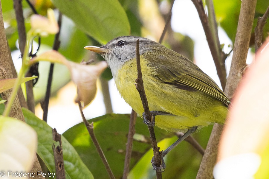 Island Leaf Warbler (New Guinea) - ML522329621