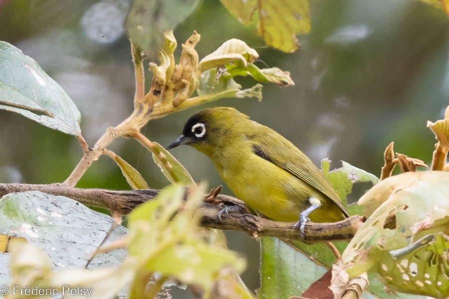 Capped White-eye (Capped) - Frédéric PELSY