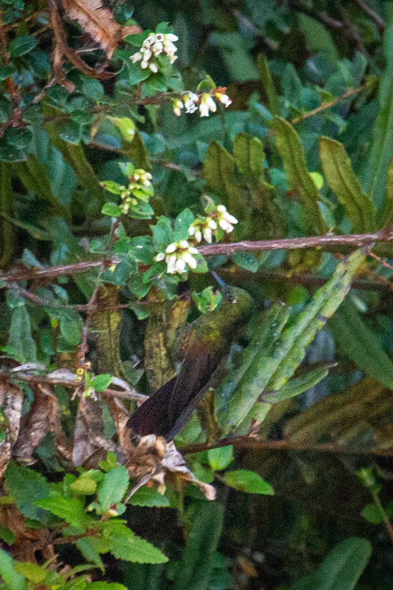 kolibřík dřišťálový - ML522329881