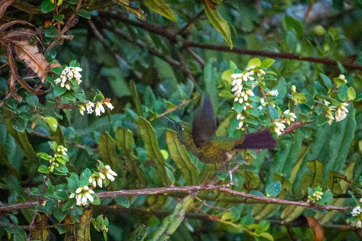 kolibřík dřišťálový - ML522329911