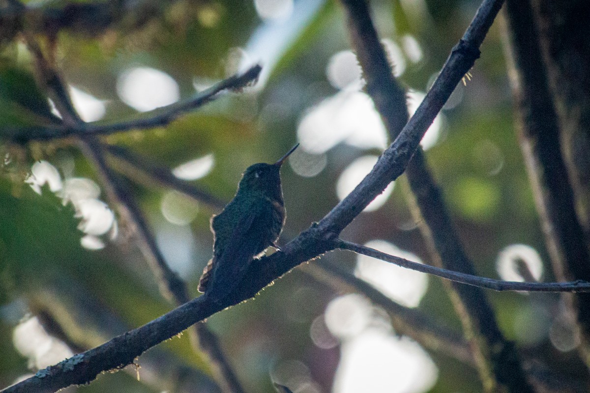 Orange-throated Sunangel - ML522330231