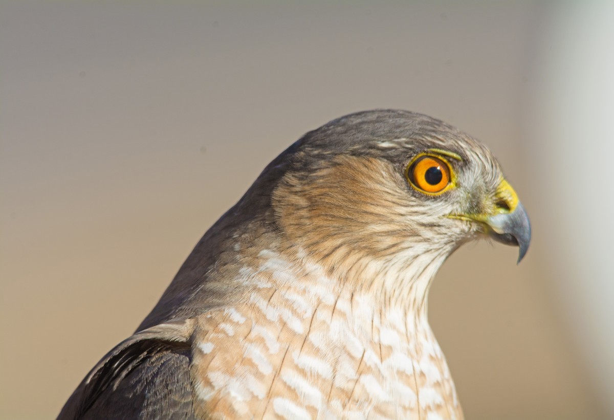 krahujec americký - ML522331031