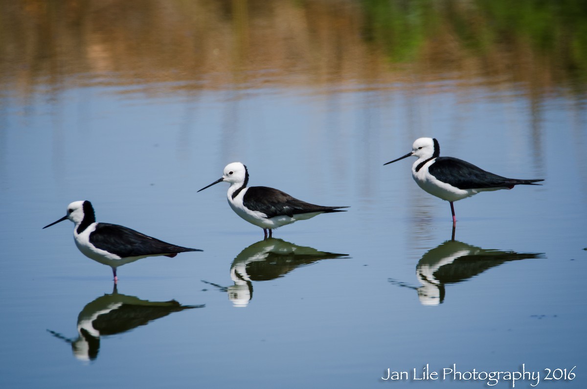 Pied Stilt - ML52233111