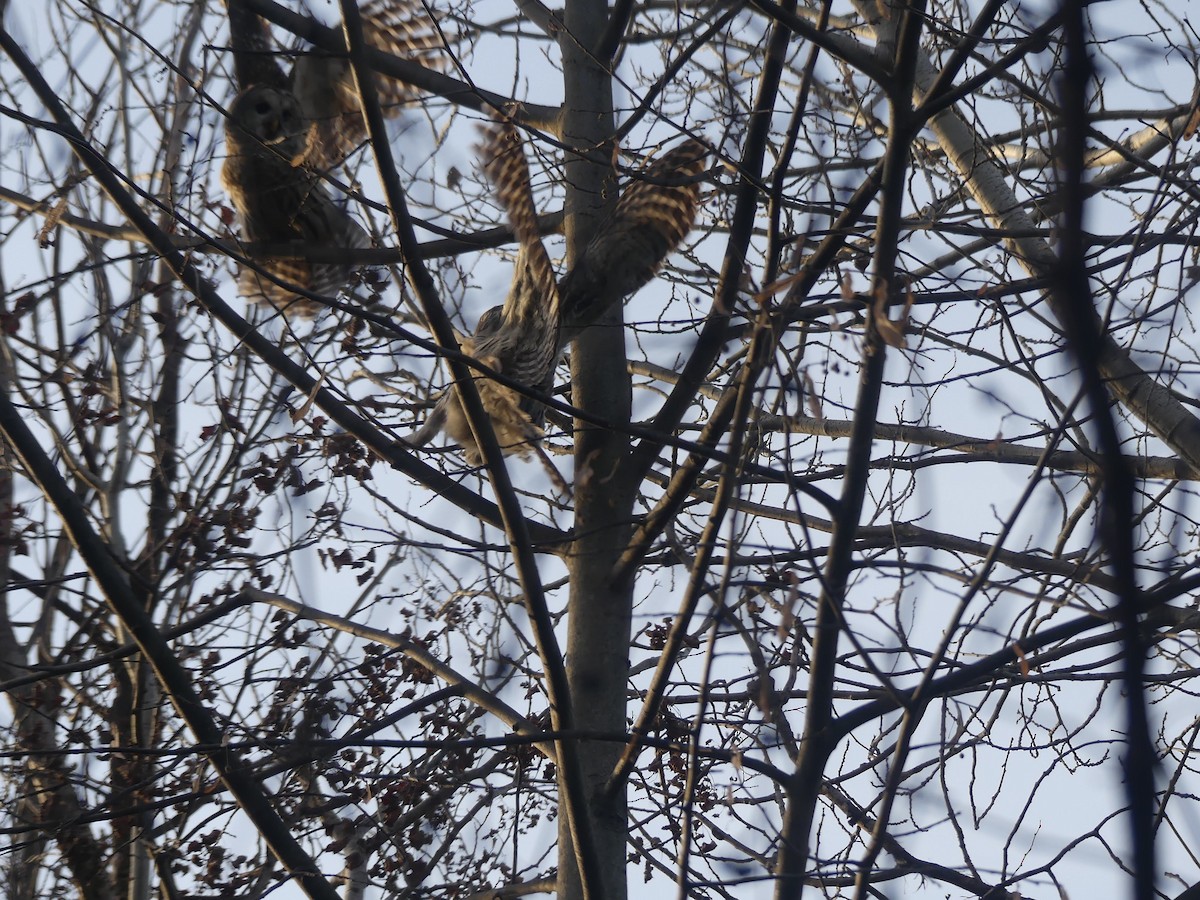 Barred Owl - Anonymous