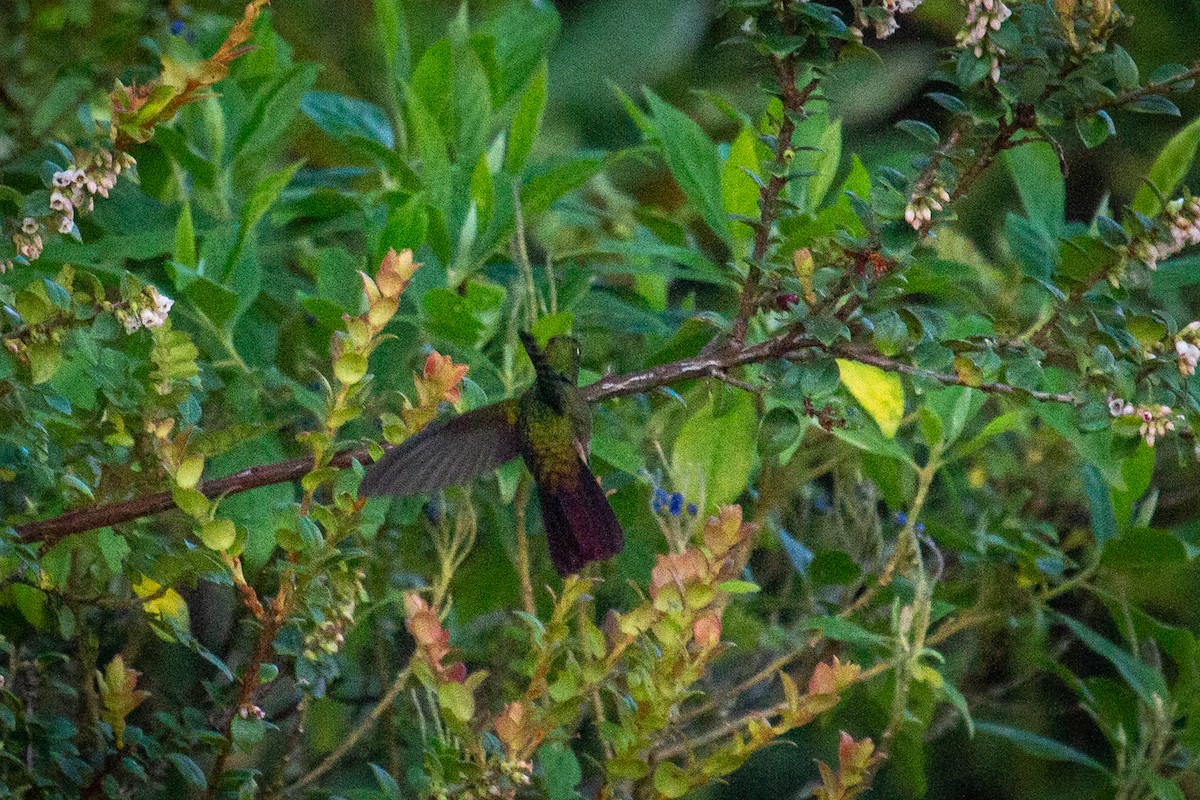 kolibřík dřišťálový - ML522331701
