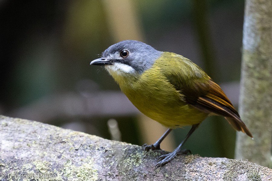 Green-backed Robin - ML522332061