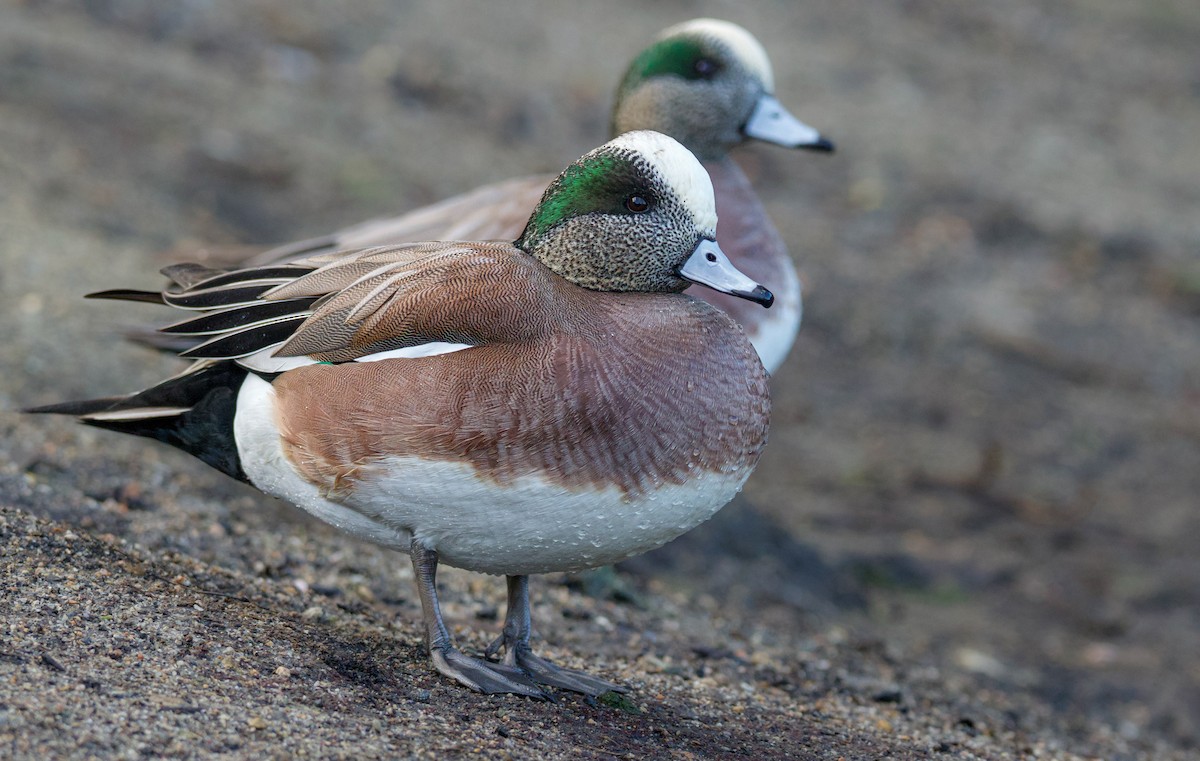 American Wigeon - ML522332271