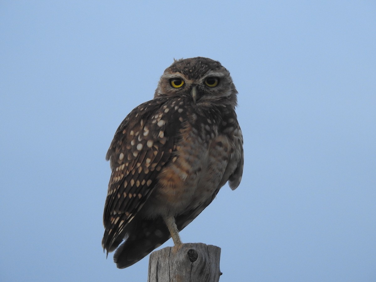 Burrowing Owl - Paul Ashley
