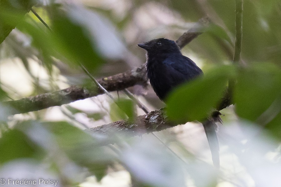 Drongo Papú - ML522332601