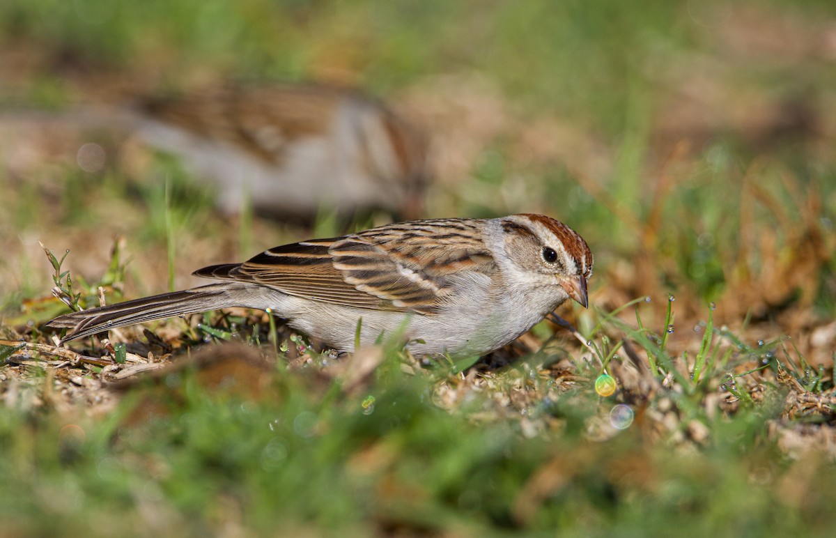 Chipping Sparrow - Braxton Landsman