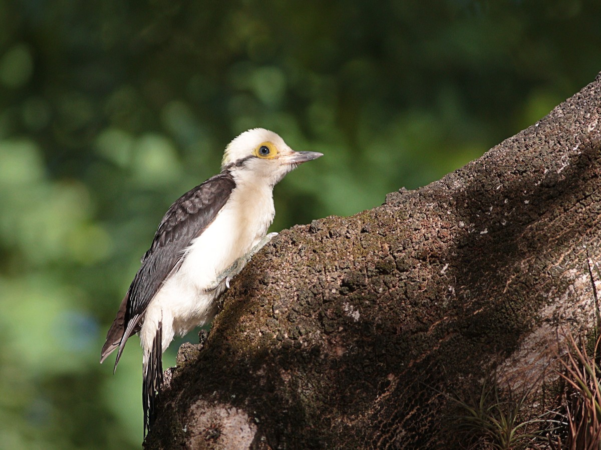 White Woodpecker - ML522332871