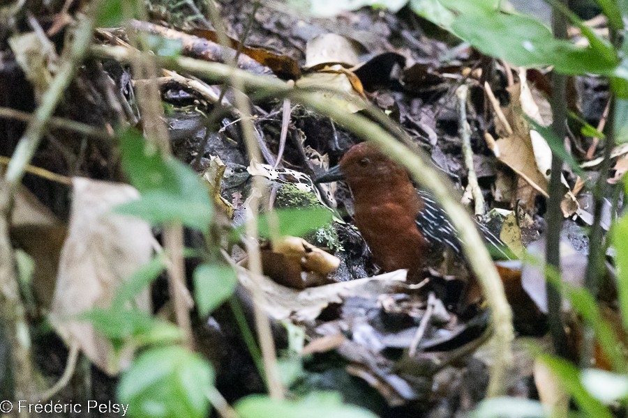 White-striped Forest Rail - ML522333301