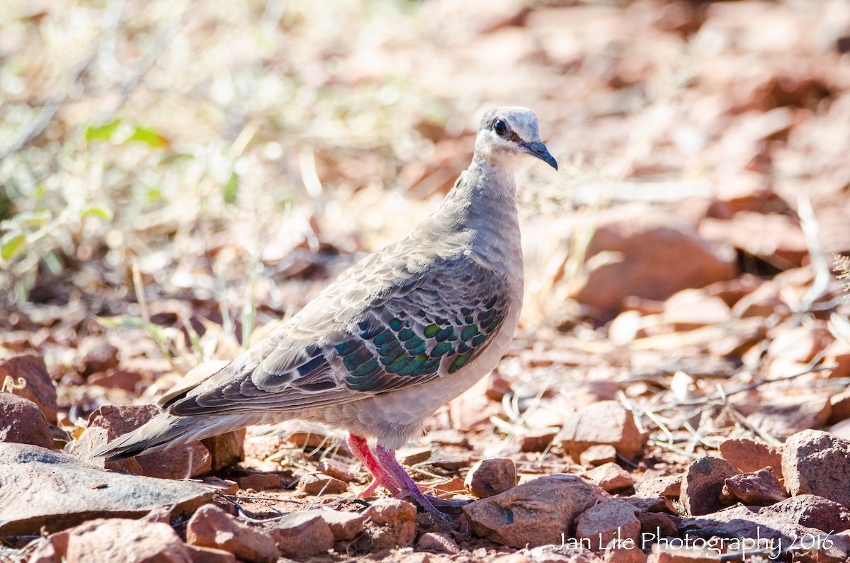 Common Bronzewing - Jan Lile