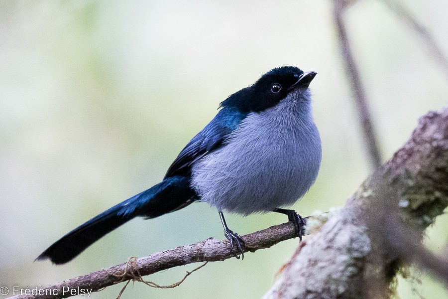 Fan-tailed Berrypecker - ML522333571