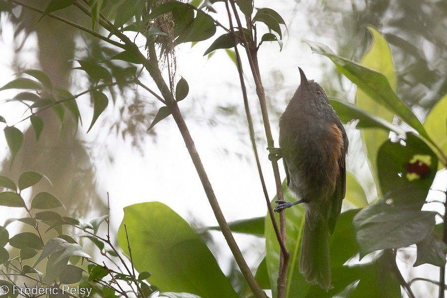 Rufous-sided Honeyeater - ML522334131