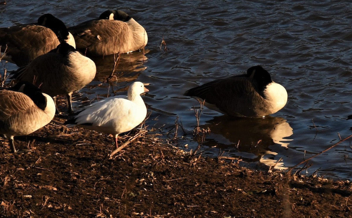 Ross's Goose - ML522334161