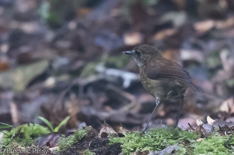 Lesser Ground-Robin - Frédéric PELSY