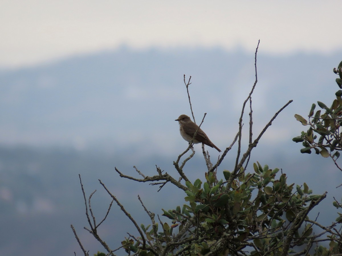 Spotted Flycatcher - ML522335411