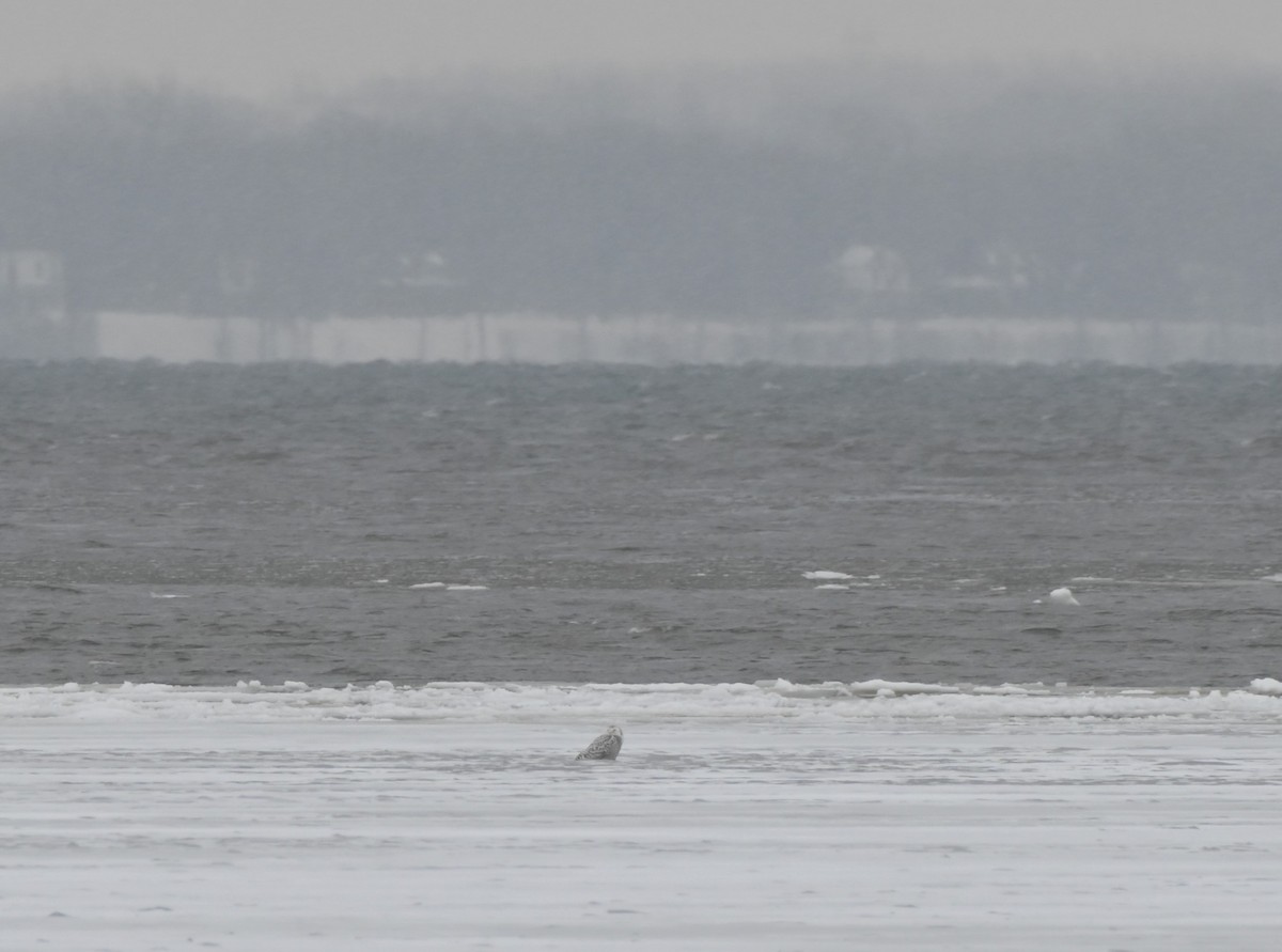 Snowy Owl - ML522335771