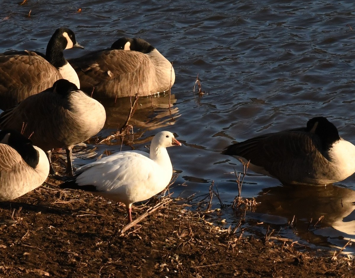Ross's Goose - ML522335841