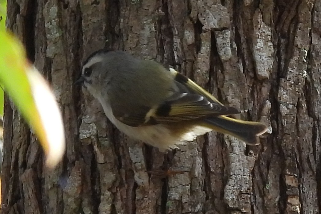 Golden-crowned Kinglet - ML522336361
