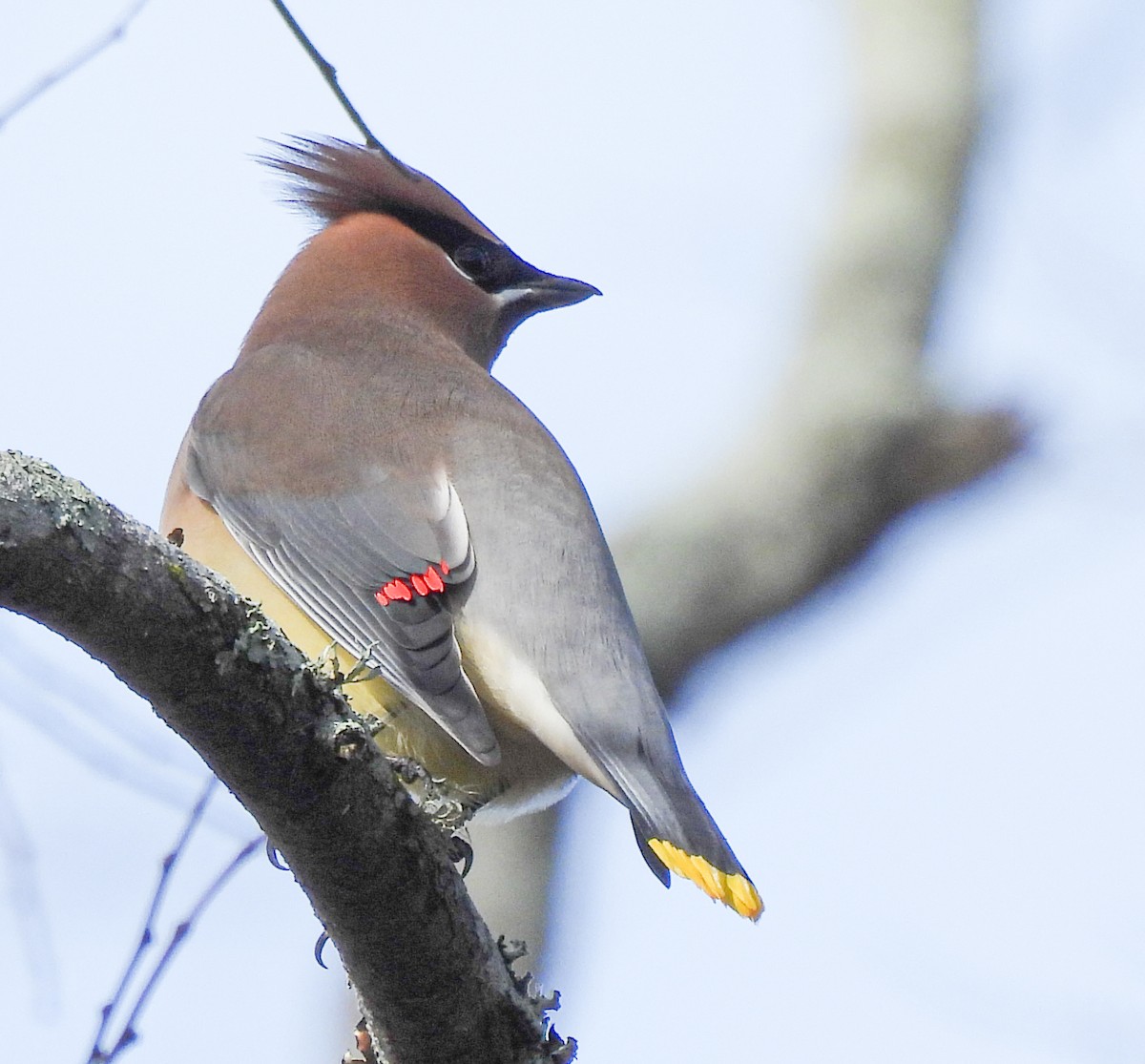 Cedar Waxwing - ML522336561