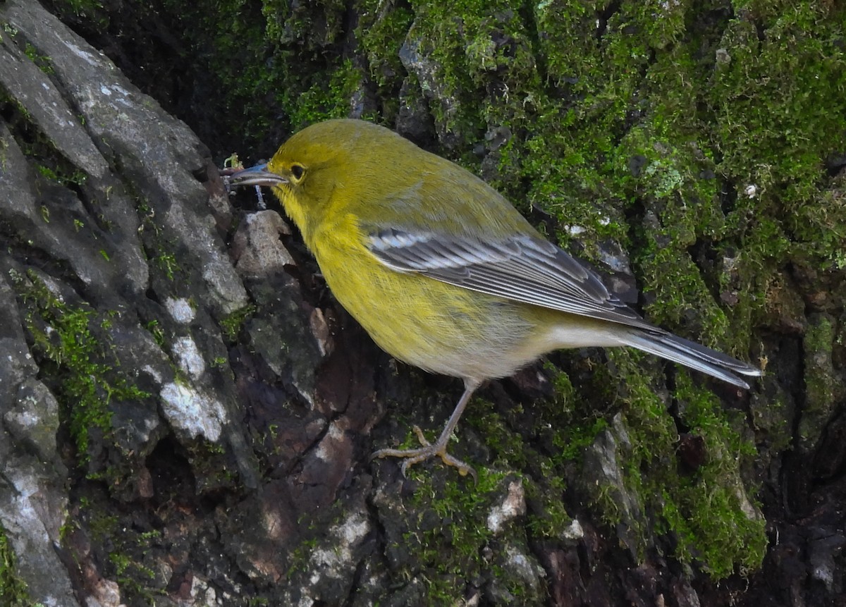 Pine Warbler - ML522336641