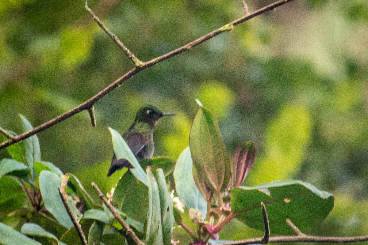 kolibřík dřišťálový - ML522337191
