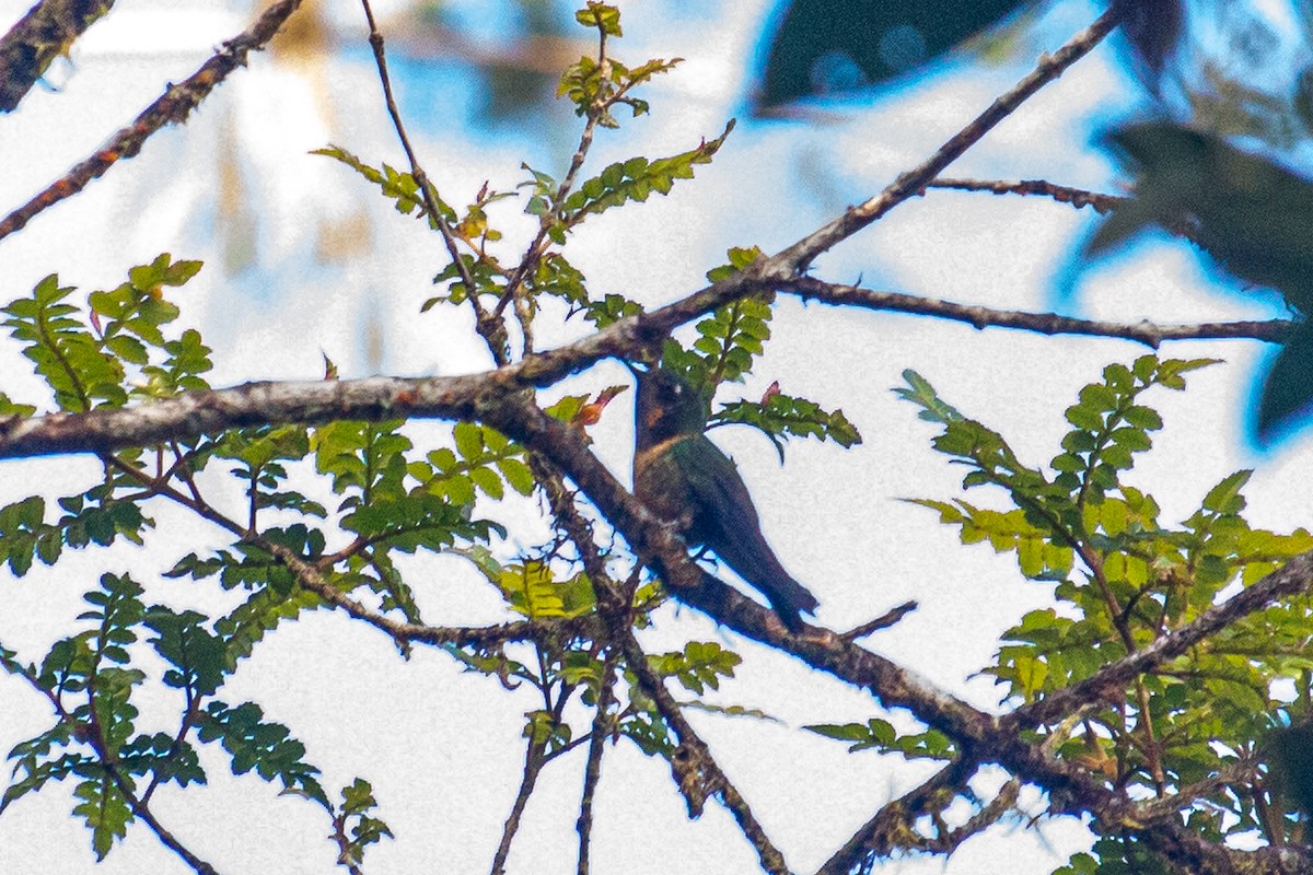 Colibrí de Marte - ML522337341