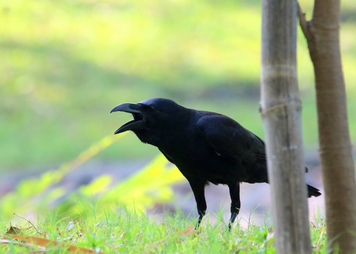 Large-billed Crow - ML52233911