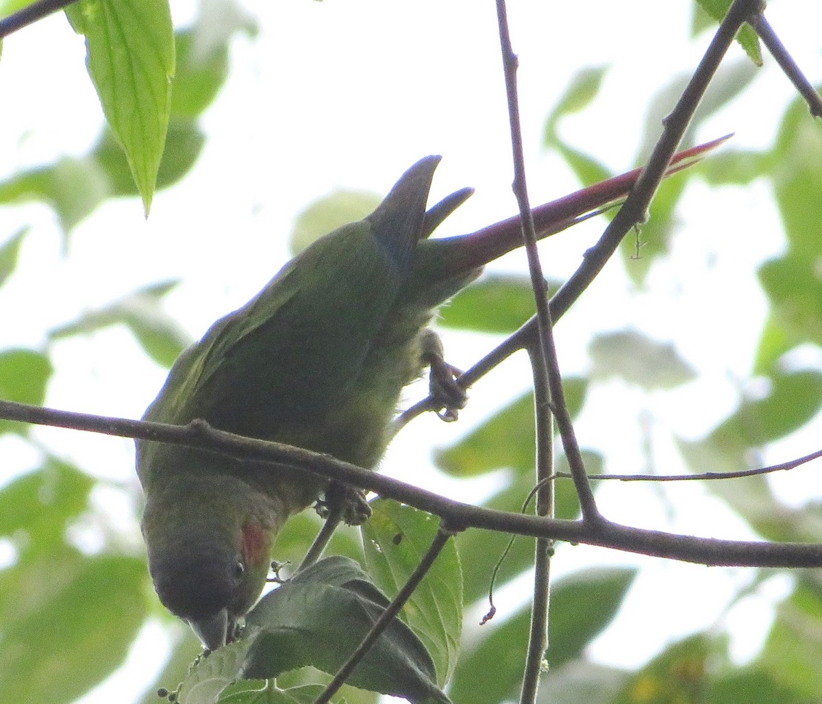 Red-eared Parakeet - ML522339541