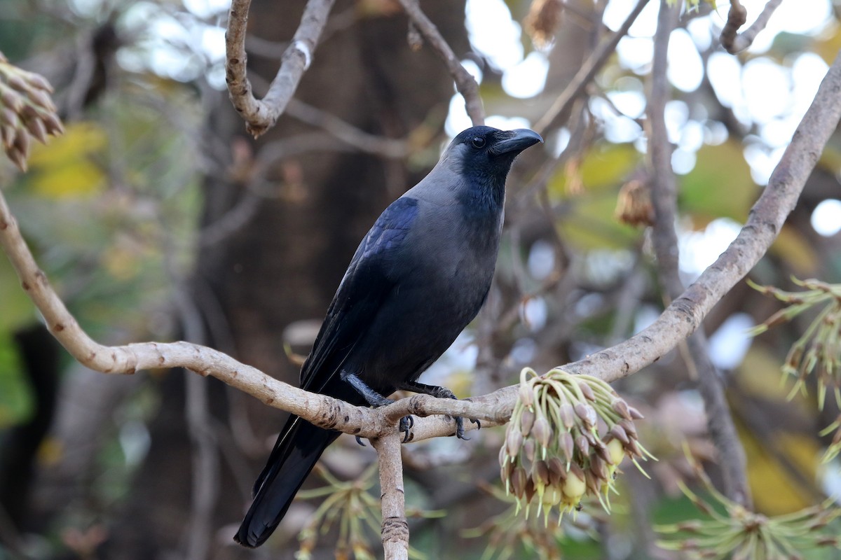 House Crow - ML52233971