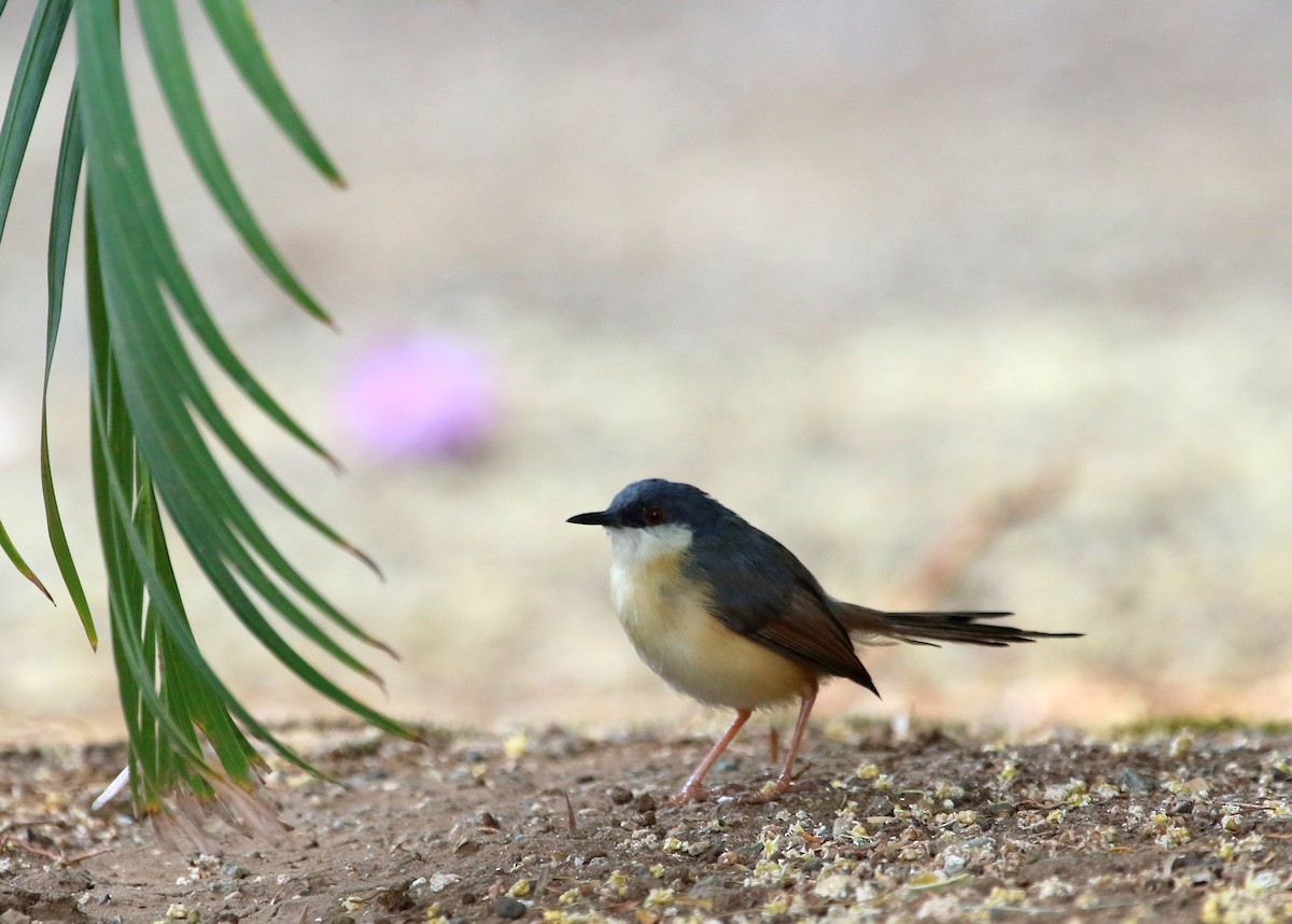 Ashy Prinia - ML52233991