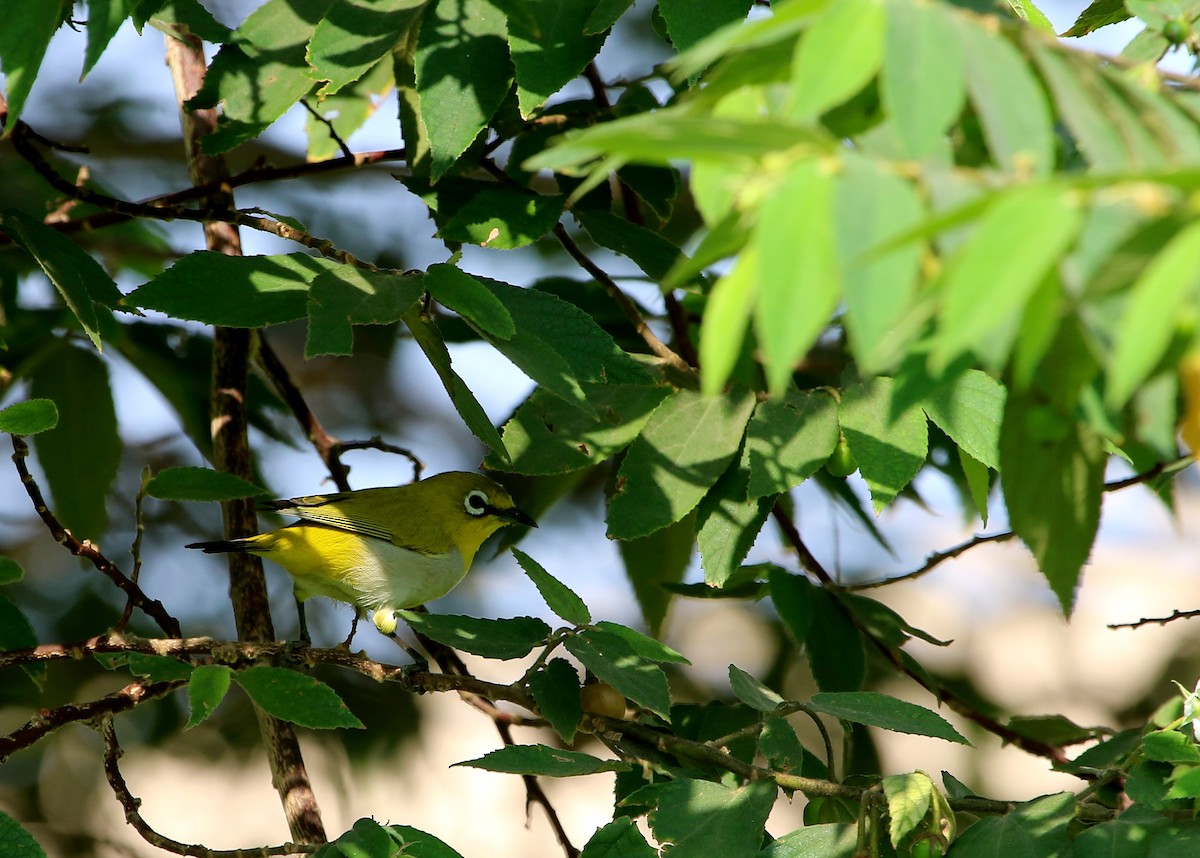 Indian White-eye - ML52234001