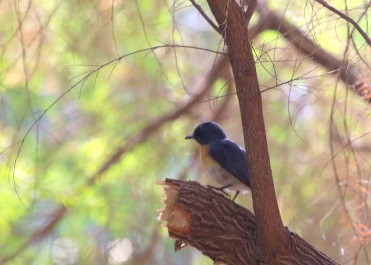 Tickell's Blue Flycatcher - ML52234011